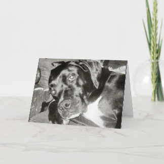 Canine Card Karte