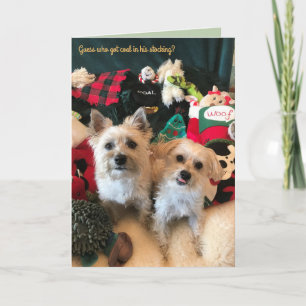 Canine Coal Collector Weihnachtskarte Feiertagskarte