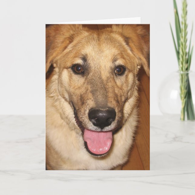 Canine Vet Graduate Herzlichen Glückwunsch zum Abs Karte (Vorderseite)