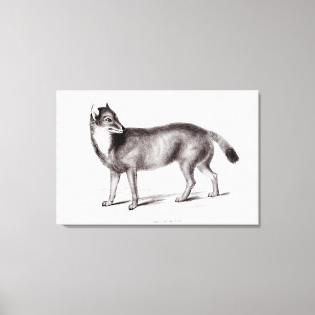 Canis Antarktis Leinwanddruck (Vorderseite)