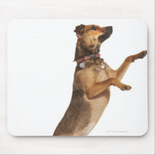 Canis familiaris 2 mousepad