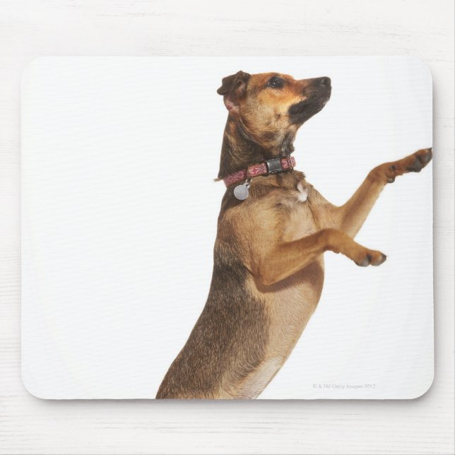 Canis familiaris 2 mousepad (Vorne)