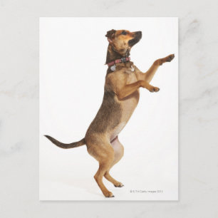 Canis familiaris 2 postkarte