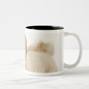 Canis familiaris zweifarbige tasse