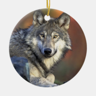 Canis_lupus_Gray Wolf Weihnachtsschmuck