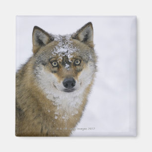Canis Lupus, Kamera betrachtend, Deutschland, Magnet