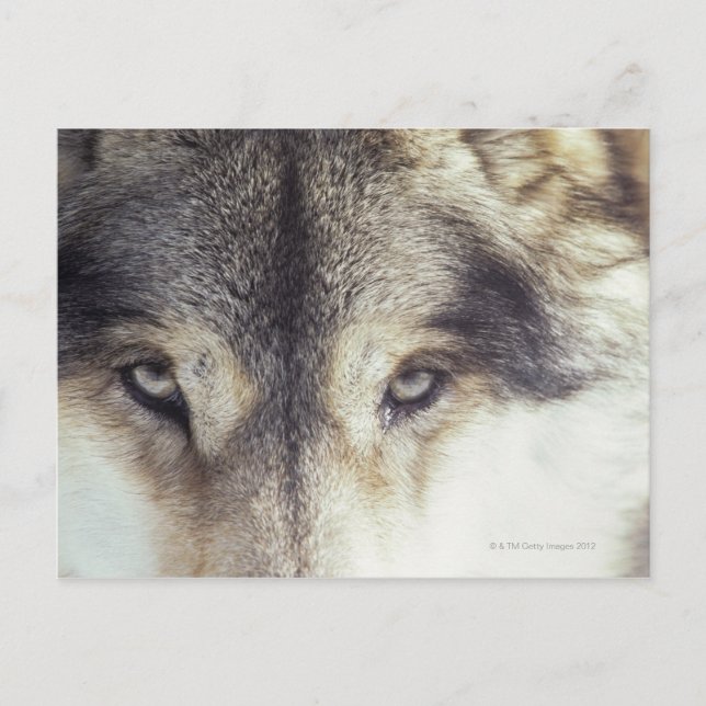 Canis Lupus Postkarte (Vorderseite)