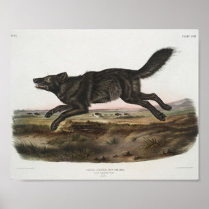 Canis lupus, schwarzer amerikanischer Wolf. Mann.  Poster