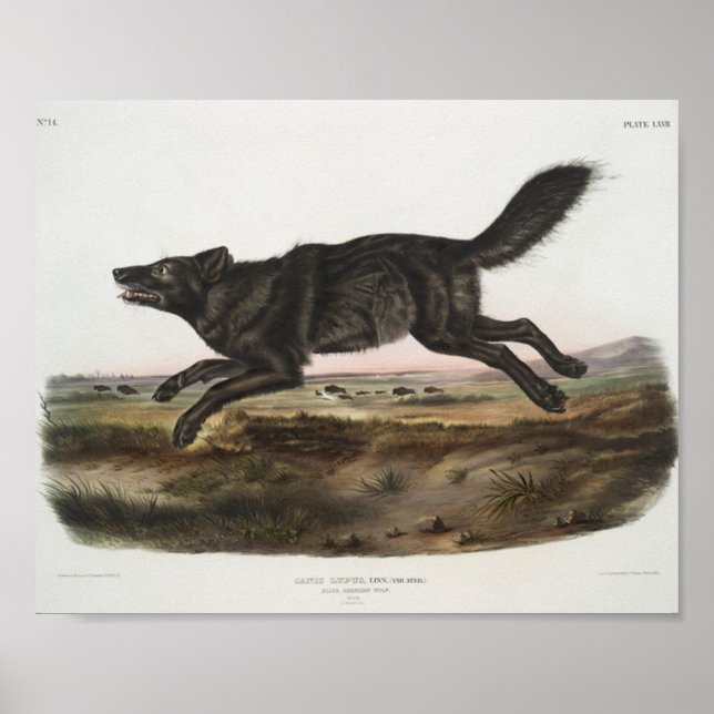 Canis lupus, schwarzer amerikanischer Wolf. Mann.  Poster (Vorne)