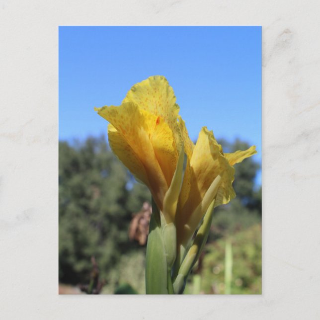 Canna # 2 postkarte (Vorderseite)