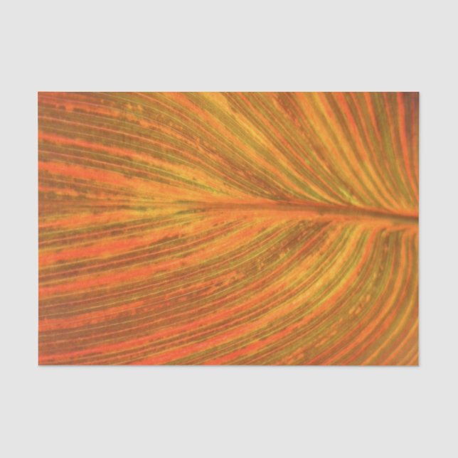 Canna Blatt Seidenpapier (Vorderseite)