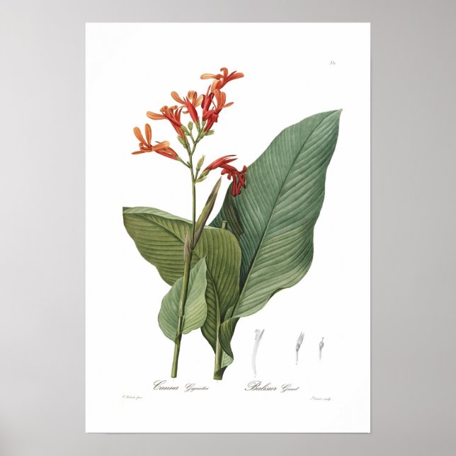 Canna Gigabantea Poster (Vorne)