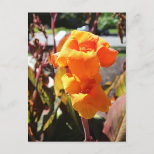 Canna Lily Blume Postkarte