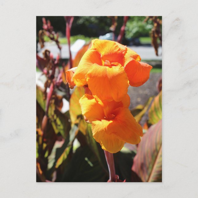 Canna Lily Blume Postkarte (Vorderseite)