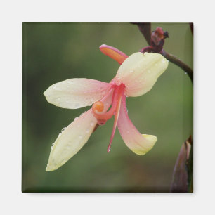 Canna 'Panache' 1 Magnet