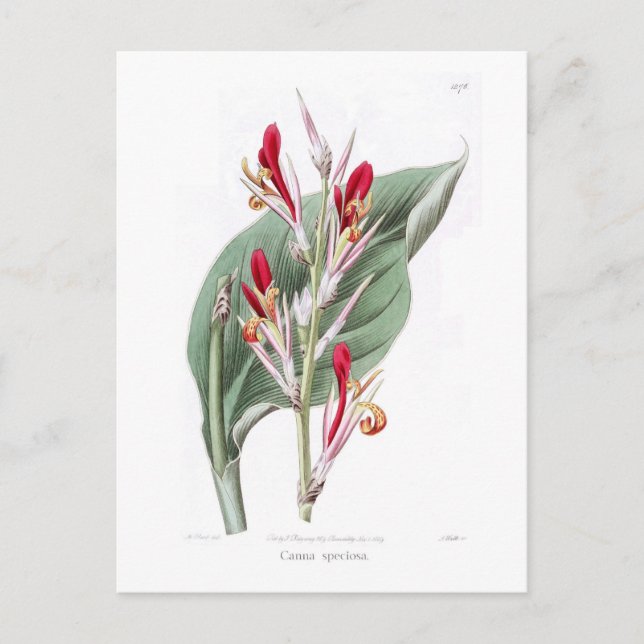 Canna speciosa postkarte (Vorderseite)
