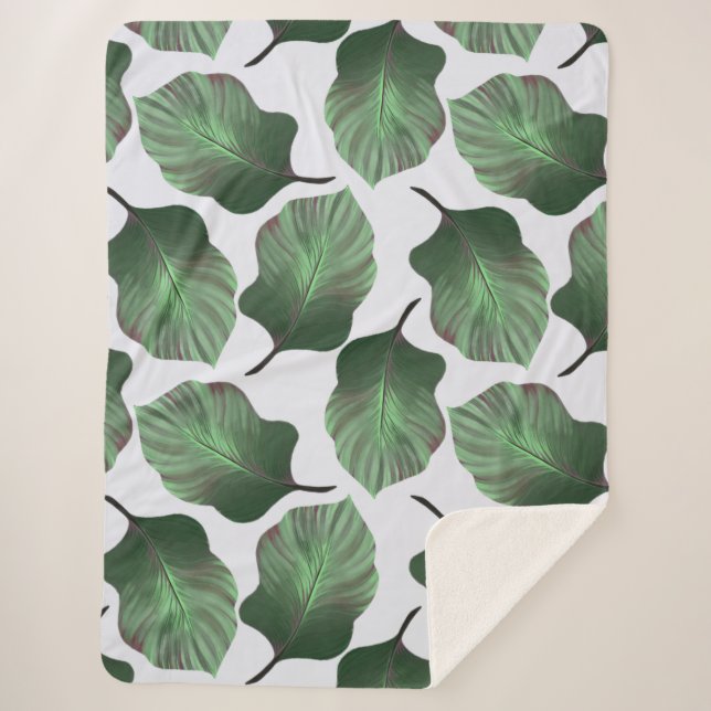 Canna Tropicanna Tropical Blätter, grün Sherpadecke (Vorderseite)