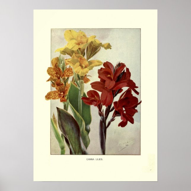 Cannas Poster (Vorne)