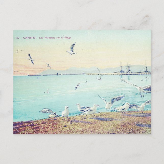 Cannes Beach Seagulls Postkarte (Vorderseite)
