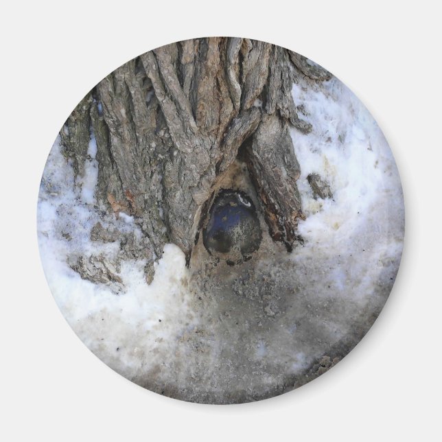 Cannonball Tree, Old Quebec City, Quebec, Kanada Magnet (Vorne)