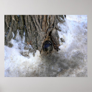 Cannonball Tree, Old Quebec City, Quebec, Kanada Poster