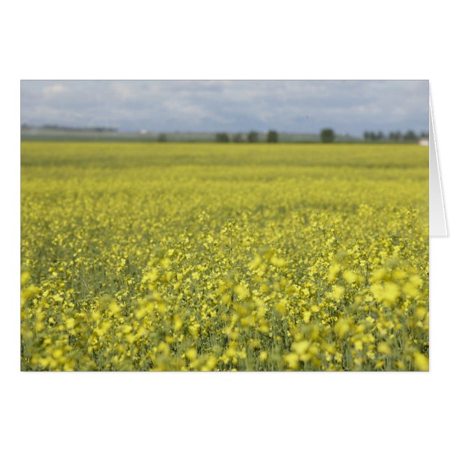 Canola blüht auf dem Feld. (Vorderseite (Horizontal))