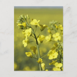 Canola blüht auf dem Feld. 3 Postkarte