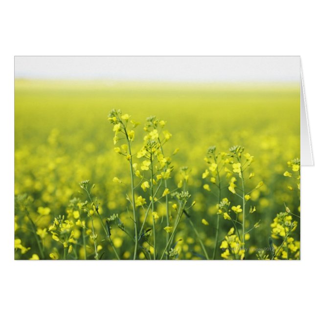 Canola blüht im Feld. (Vorderseite (Horizontal))