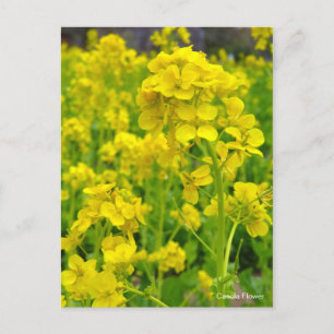 Canola-Blume [Postkarte] Postkarte