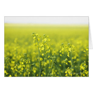 Canola, das auf dem Gebiet blüht