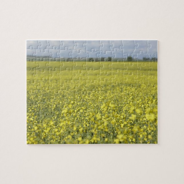 Canola, das auf dem Gebiet blüht Puzzle (Horizontal)