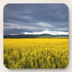 Canola Feld im Morgenlicht im Flathead Untersetzer
