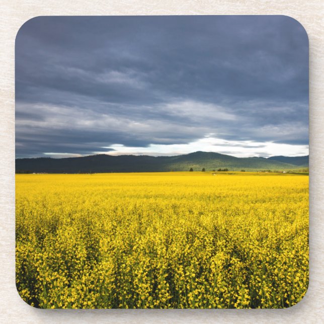 Canola Feld im Morgenlicht im Flathead Untersetzer (Vorderseite)