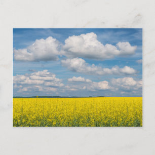 Canola Field & Clouds Postkarte