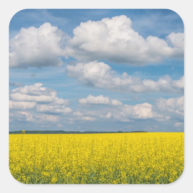 Canola Field & Clouds Quadratischer Aufkleber (Vorderseite)