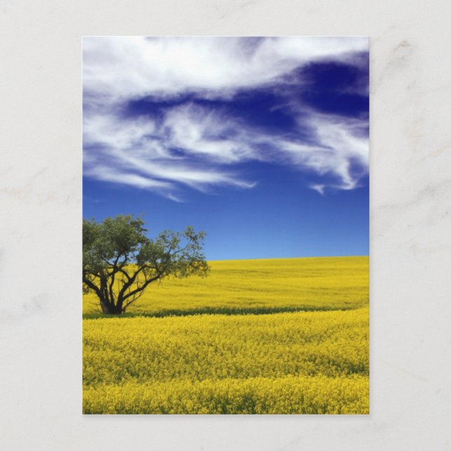 Canola Sky, Saskatchewan, Kanada Postkarte (Vorderseite)