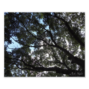 Canopy Fotodruck