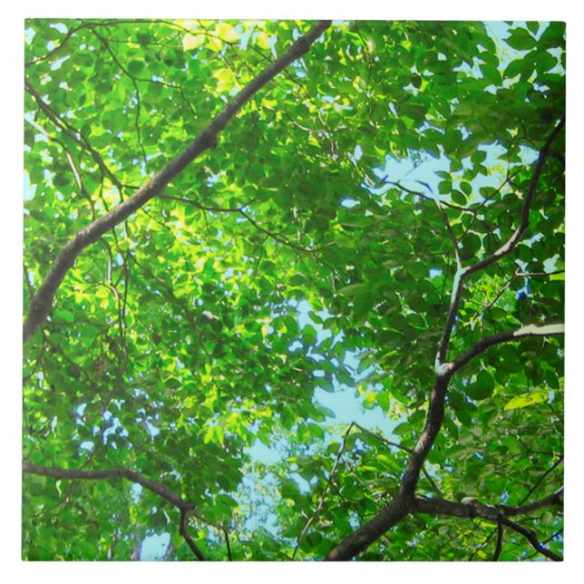 Canopy of Green, Leafy Branches with Blue Sky Fliese (Vorderseite)