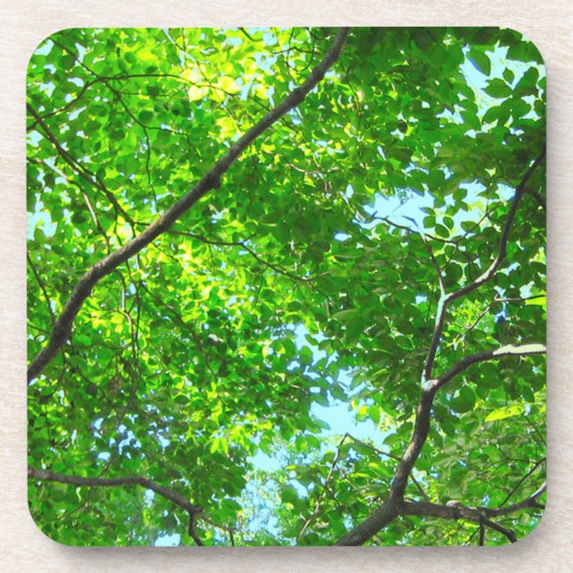 Canopy of Green, Leafy Branches with Blue Sky Getränkeuntersetzer (Vorderseite)