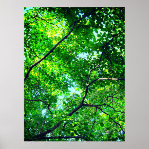 Canopy of Green, Leafy Branches with Blue Sky Poster