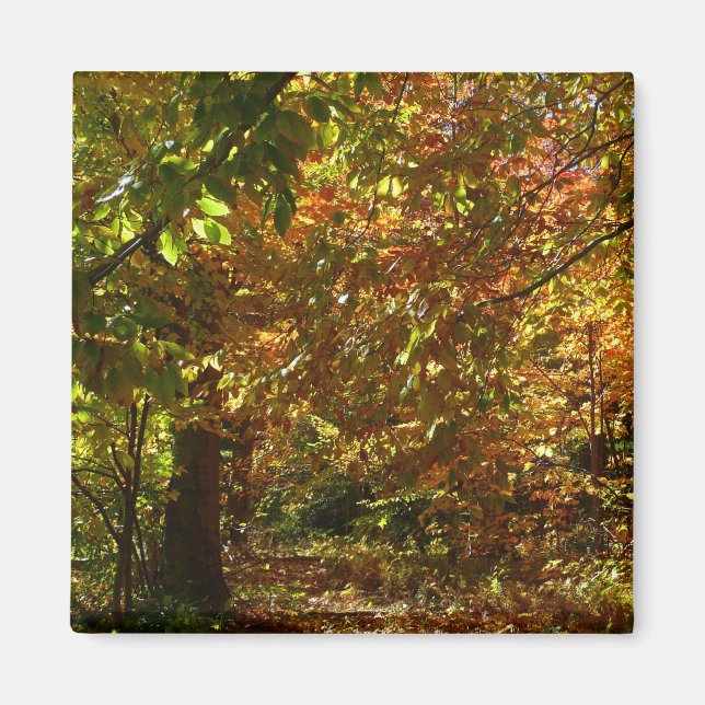 Canopy of Herbstlaubs II Gelbe Herbstfotografie Magnet (Vorne)