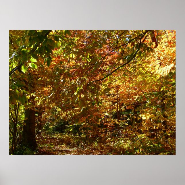 Canopy of Herbstlaubs II Gelbe Herbstfotografie Poster (Vorne)