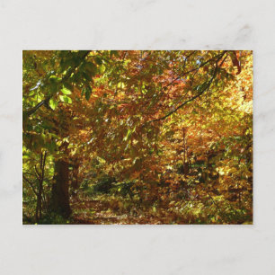 Canopy of Herbstlaubs II Gelbe Herbstfotografie Postkarte