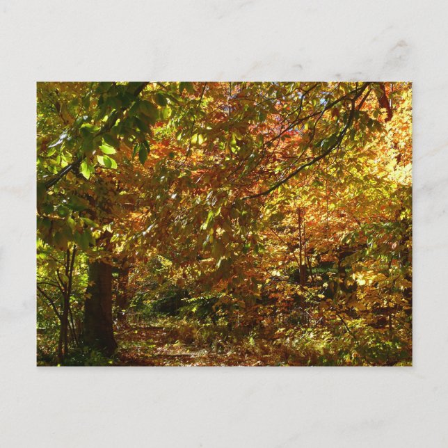 Canopy of Herbstlaubs II Gelbe Herbstfotografie Postkarte (Vorderseite)