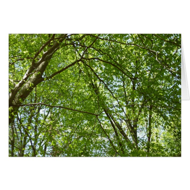 "Canopy of Spring Blätter Green Nature Scene (Vorderseite (Horizontal))