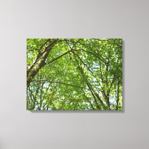 "Canopy of Spring Blätter Green Nature Scene Leinwanddruck