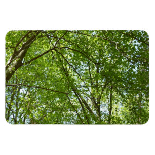 "Canopy of Spring Blätter Green Nature Scene Magnet