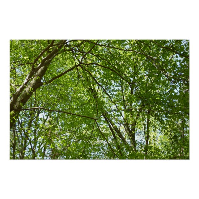 "Canopy of Spring Blätter Green Nature Scene Poster (Vorderseite)