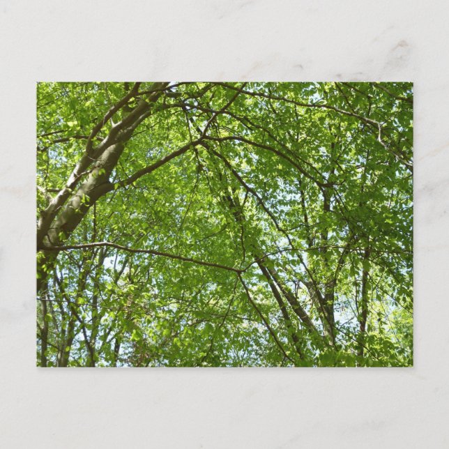 "Canopy of Spring Blätter Green Nature Scene Postkarte (Vorderseite)