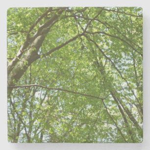 "Canopy of Spring Blätter Green Nature Scene Steinuntersetzer